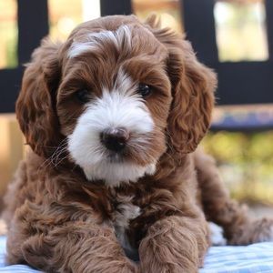 Meet your Posher, Deanna